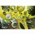 Acquista online Piatto vassoio Foliage  in ceramica forma foglia verde Excelsa